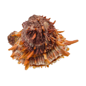 BC382 Spondylus princeps - NATURAL CLUSTER