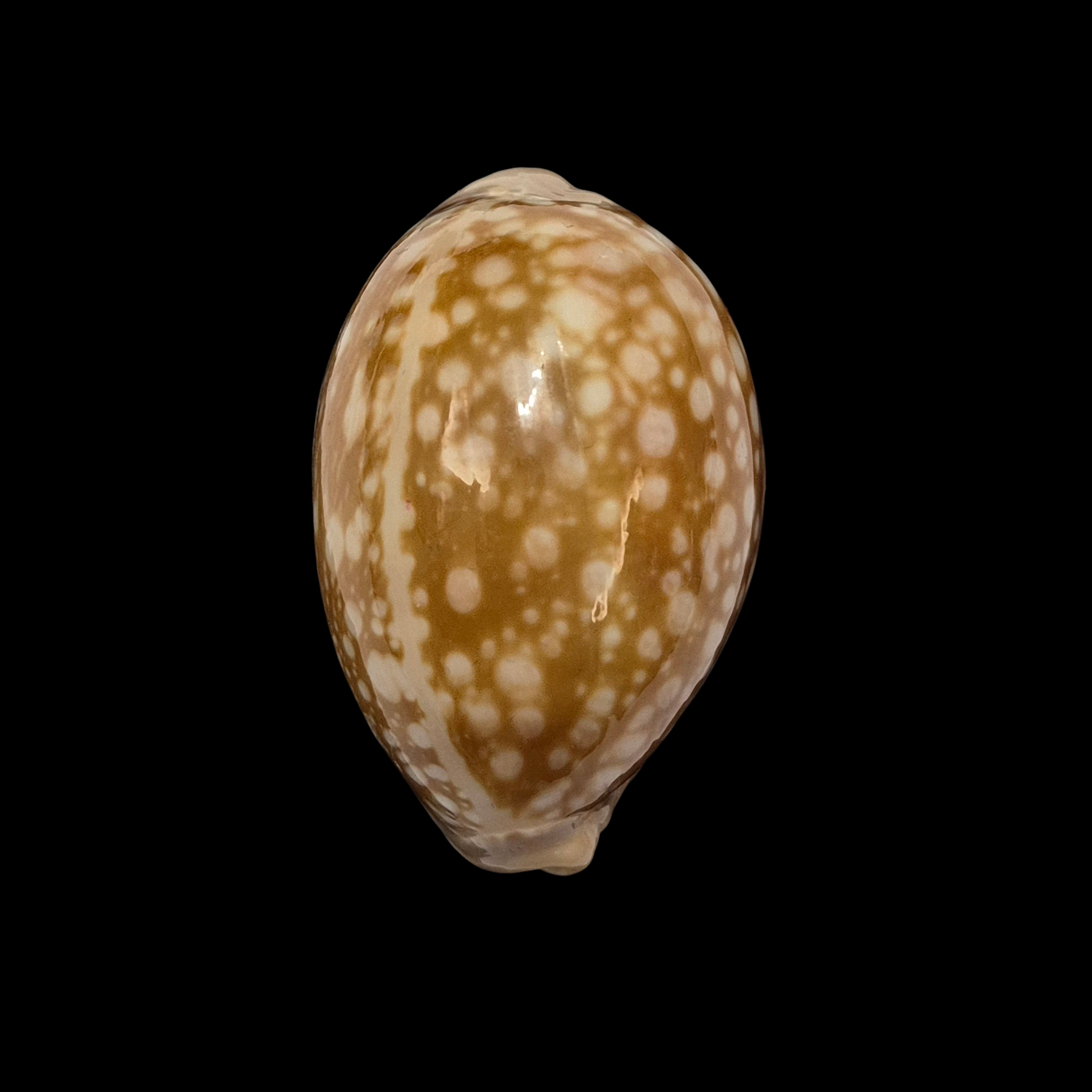 BC383 Callistocypraea nivosa