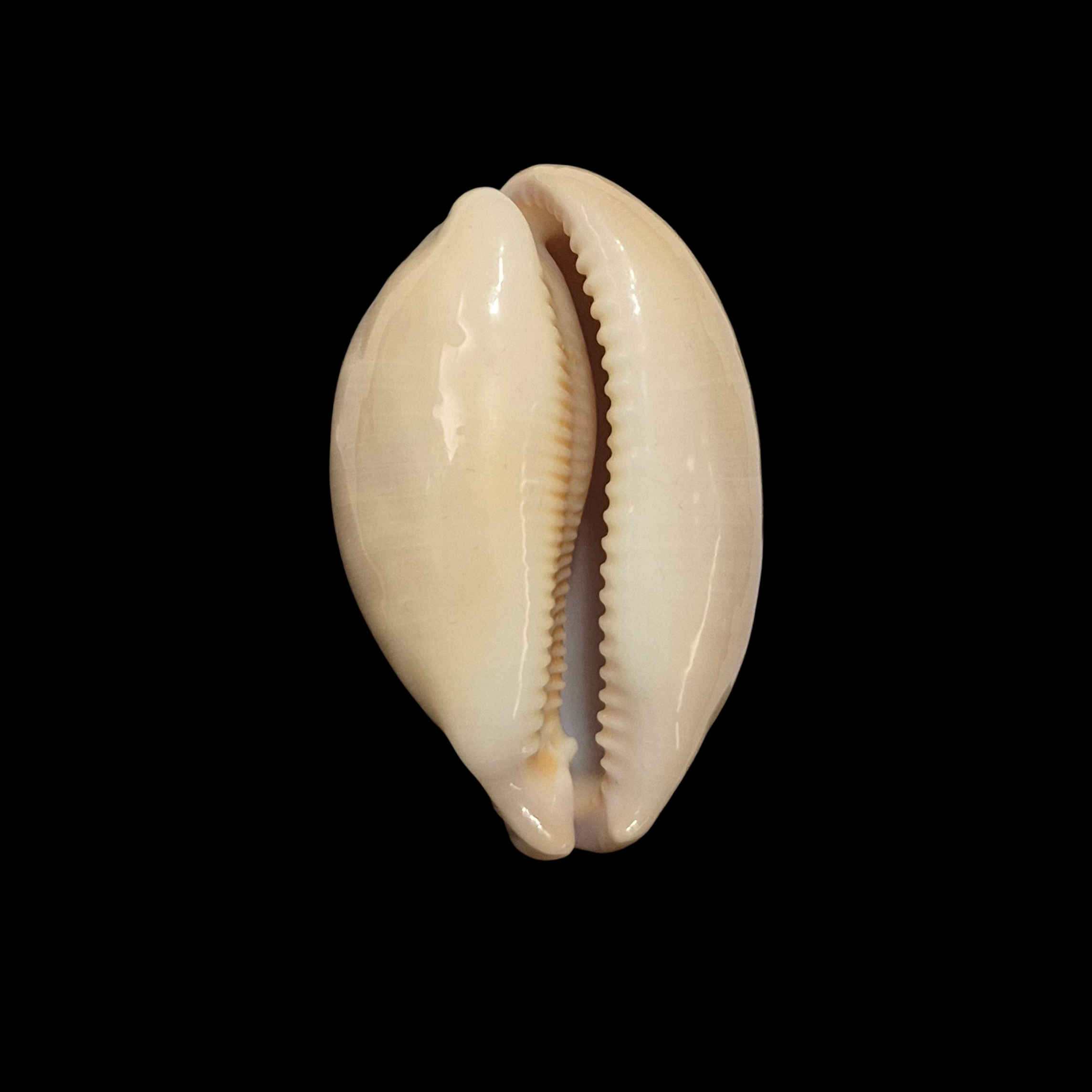 BC383 Callistocypraea nivosa - Image 2