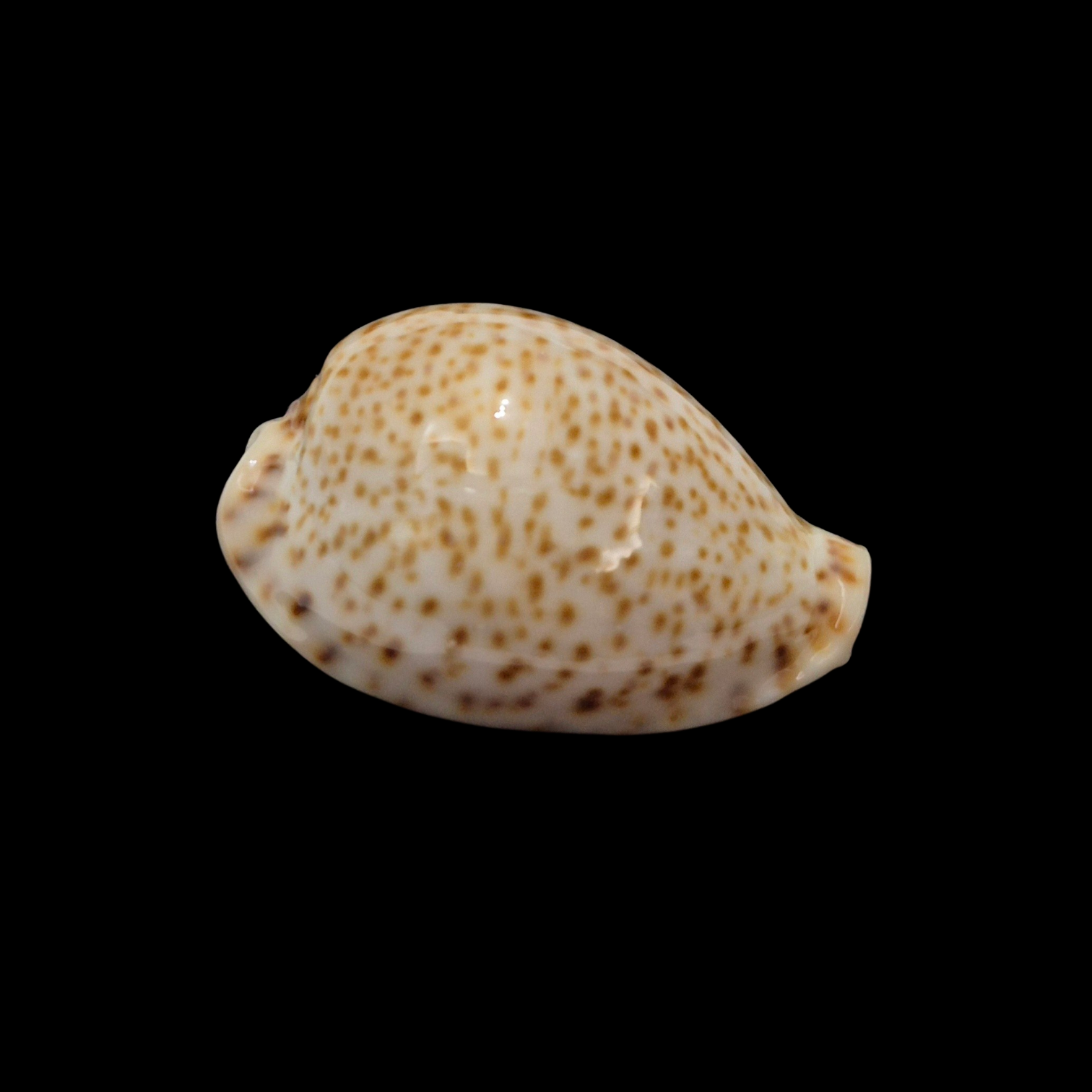 BC369 Naria turdus f. micheloi - Image 2