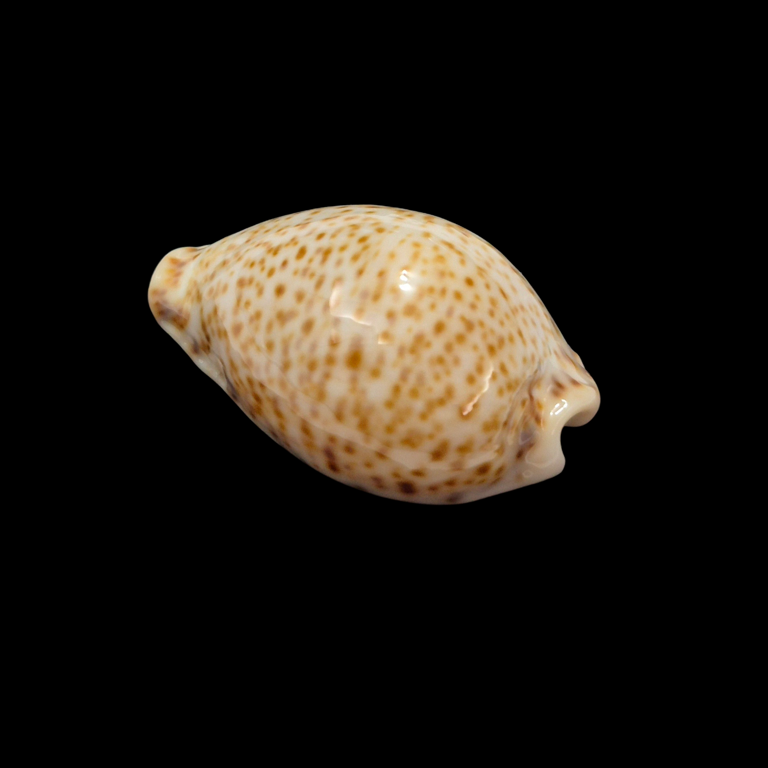 BC369 Naria turdus f. micheloi - Image 3