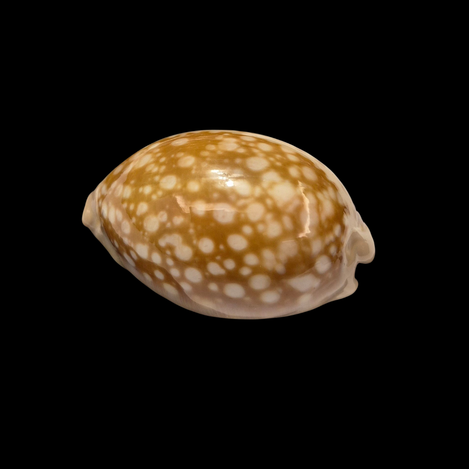 BC383 Callistocypraea nivosa - Image 4