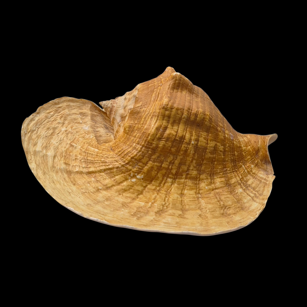 BC387 Titanostrombus goliath w/o - HUGE and HEAVY