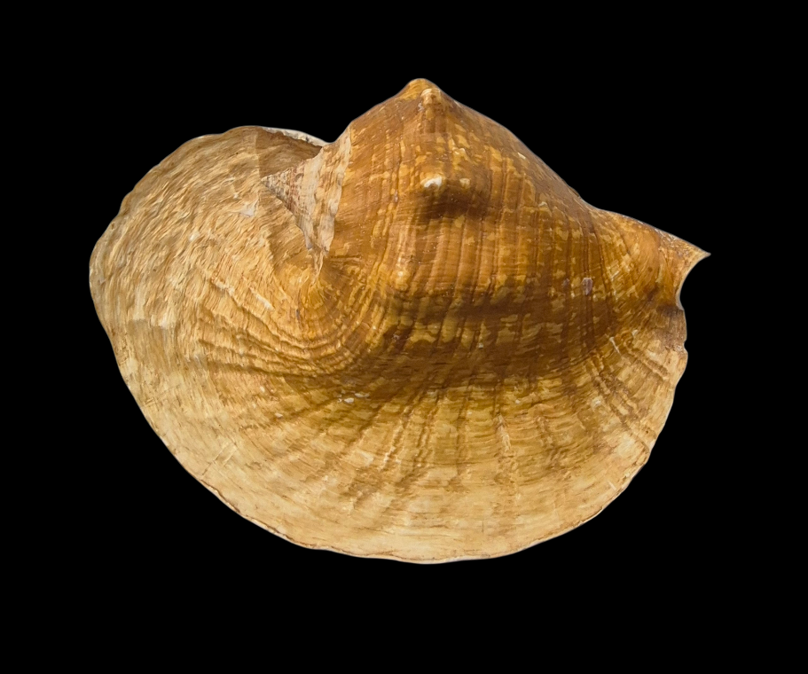 BC387 Titanostrombus goliath w/o - HUGE and HEAVY - Image 4