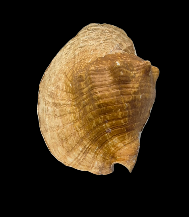 BC387 Titanostrombus goliath w/o - HUGE and HEAVY - Image 5