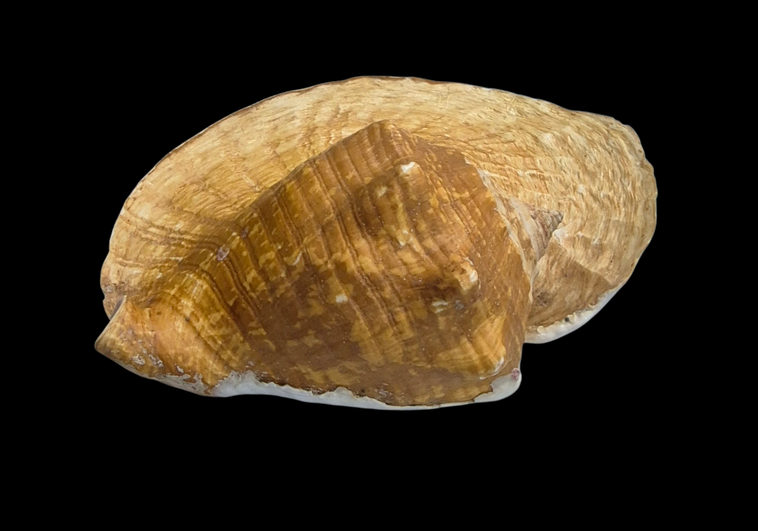 BC387 Titanostrombus goliath w/o - HUGE and HEAVY - Image 8