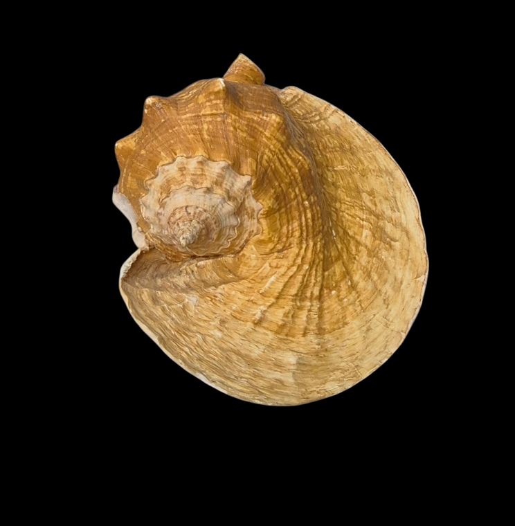 BC387 Titanostrombus goliath w/o - HUGE and HEAVY - Image 7