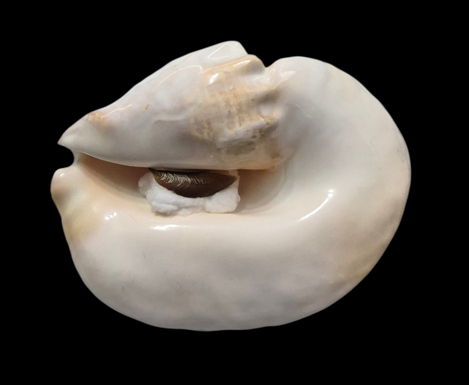 BC387 Titanostrombus goliath w/o - HUGE and HEAVY - Image 6