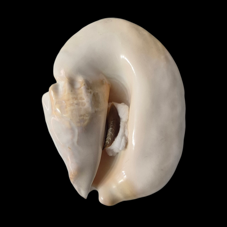 BC387 Titanostrombus goliath w/o - HUGE and HEAVY - Image 3