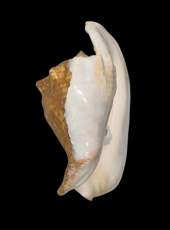 BC387 Titanostrombus goliath w/o - HUGE and HEAVY - Image 10