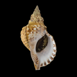 BC390 Charonia lampas w/o