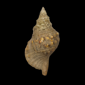 BC388 Charonia lampas w/o