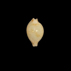 BC343 Postularia mauiensis wattsi - RARELY OFFERED