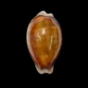 BC391 Neobernaya spadicea - XL SIZE