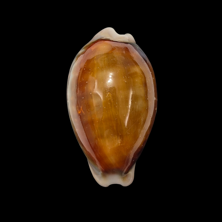 BC391 Neobernaya spadicea - XL SIZE