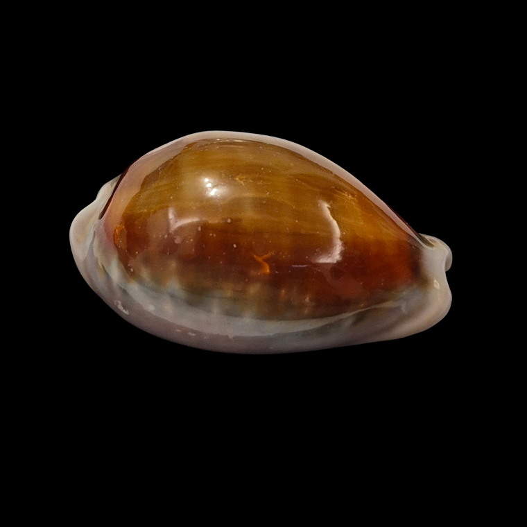 BC391 Neobernaya spadicea - XL SIZE - Image 2