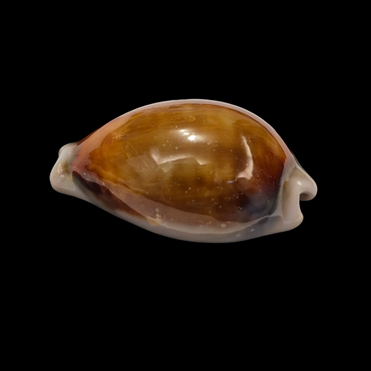 BC391 Neobernaya spadicea - XL SIZE - Image 3