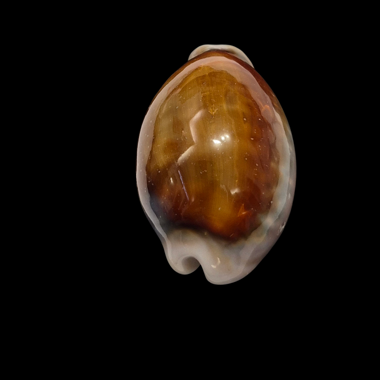 BC391 Neobernaya spadicea - XL SIZE - Image 4