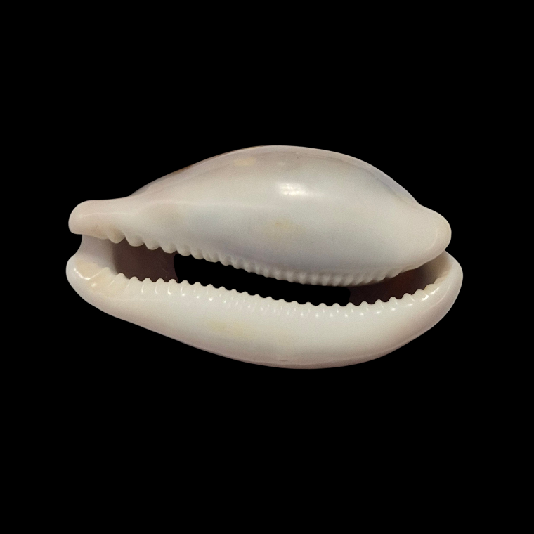 BC391 Neobernaya spadicea - XL SIZE - Image 5