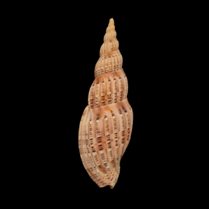 BC392 Lyria lyraeformis f. simonettae