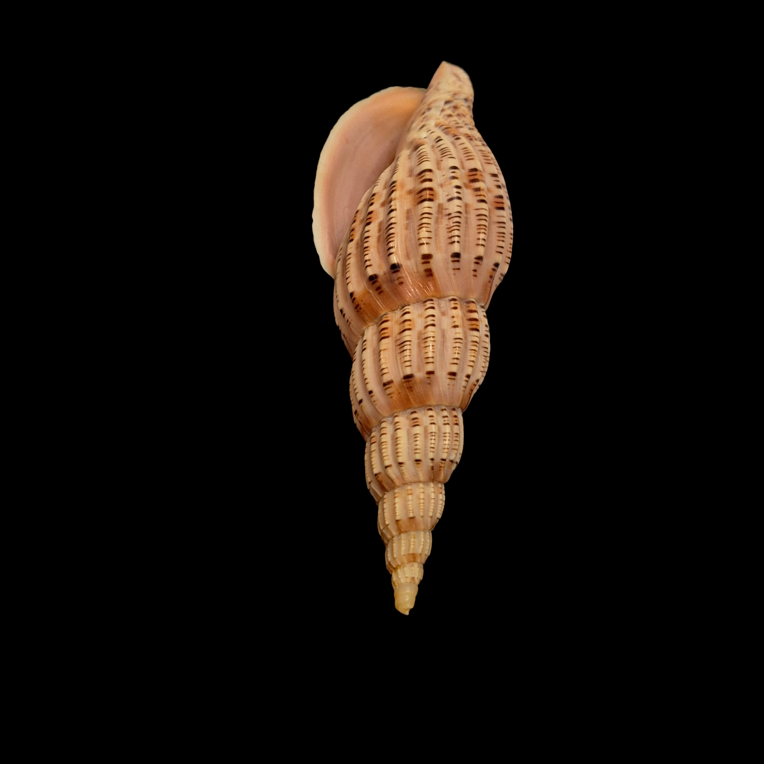 BC392 Lyria lyraeformis f. simonettae - Image 5