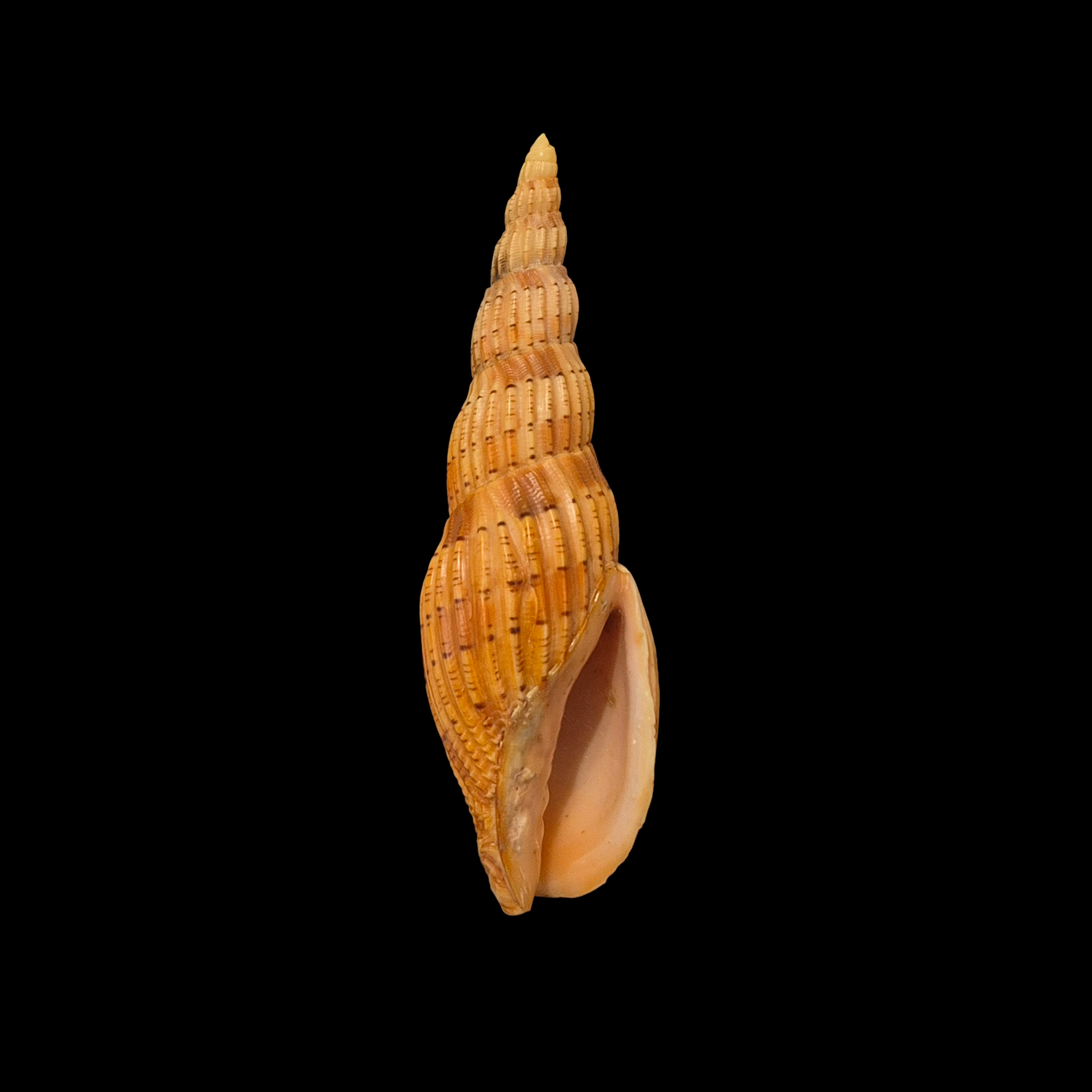 BC394 Lyria lyraeformis - Image 2