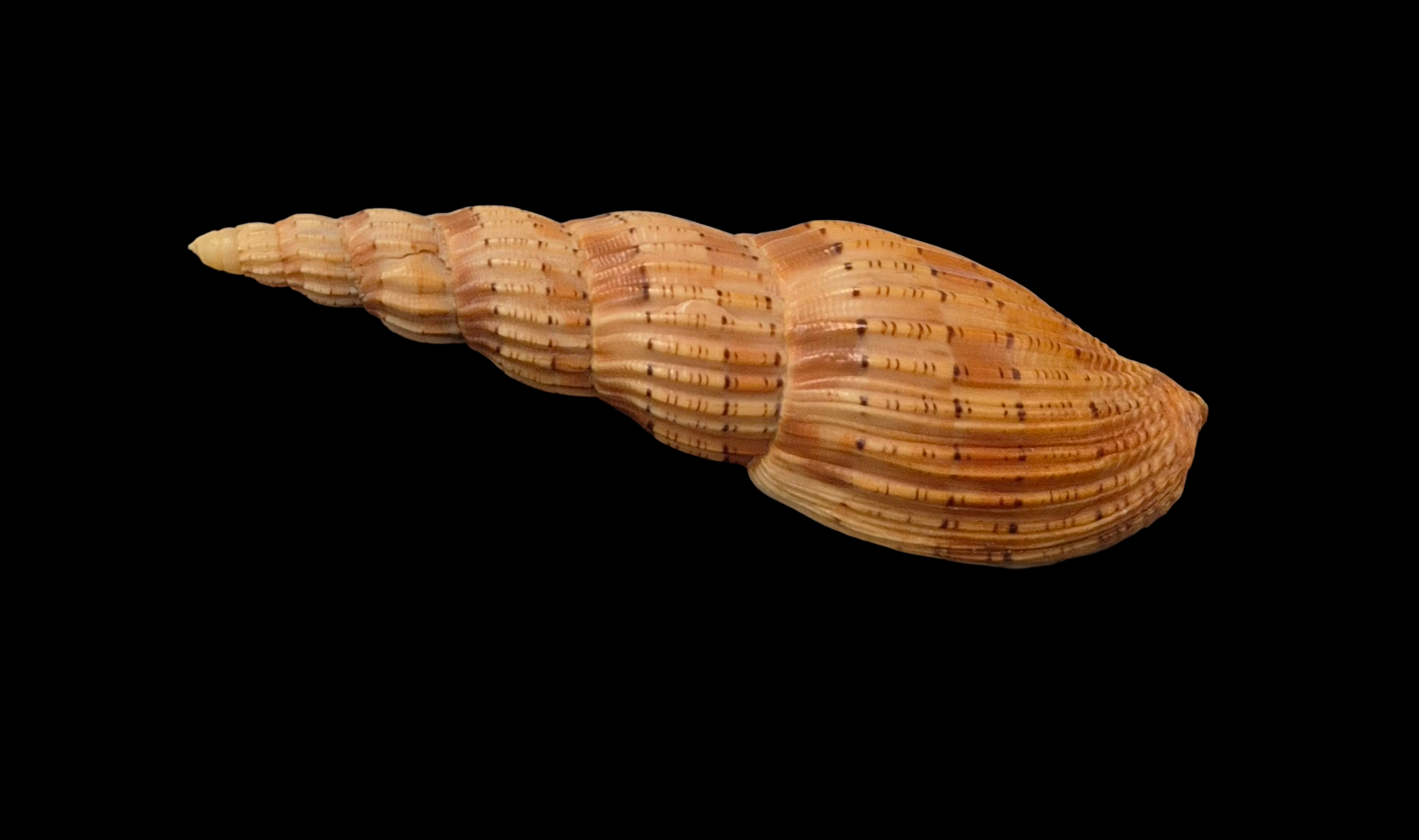 BC394 Lyria lyraeformis - Image 3