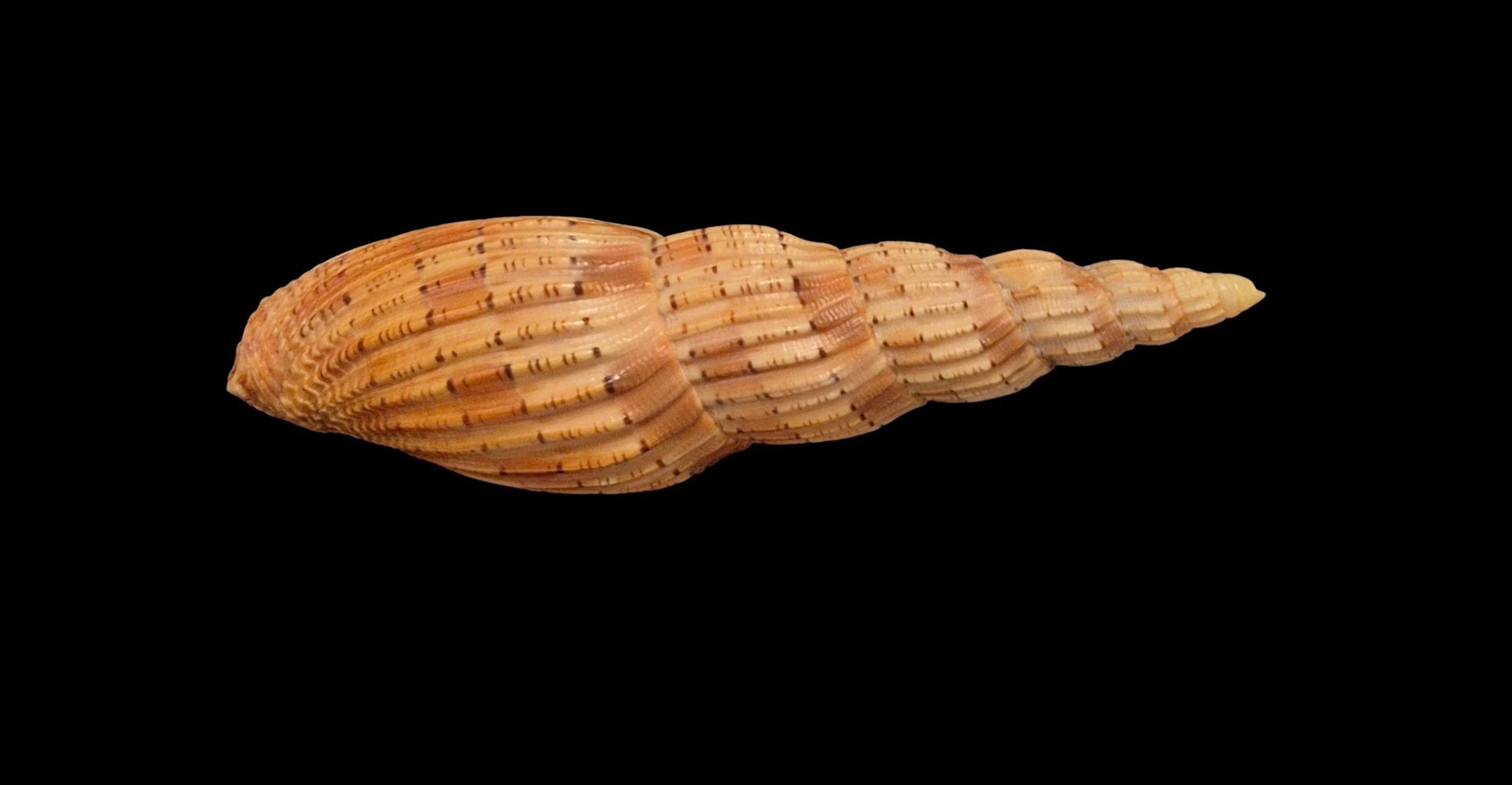 BC394 Lyria lyraeformis - Image 4