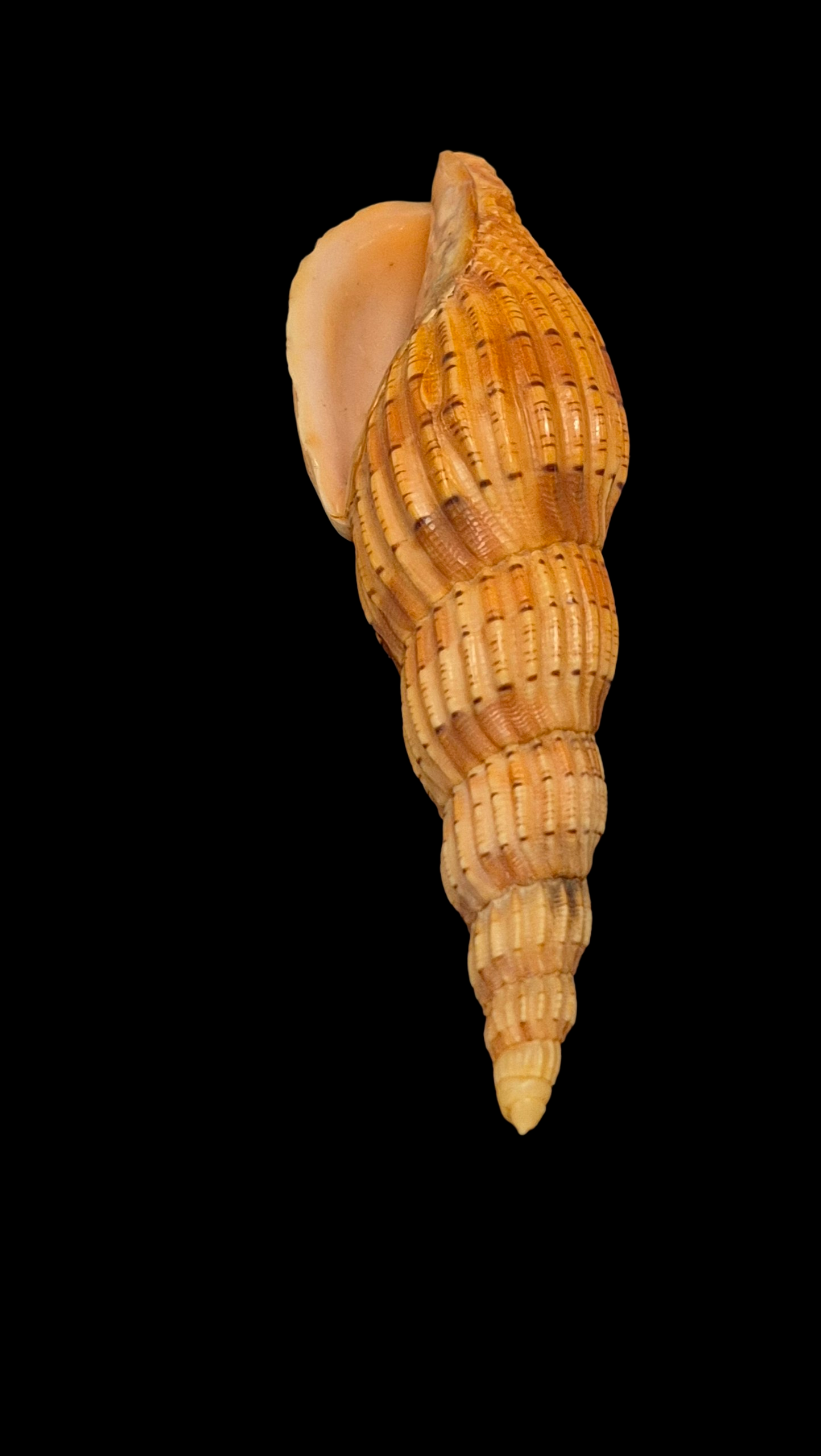 BC394 Lyria lyraeformis - Image 5