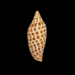 BC051 Scaphella junonia