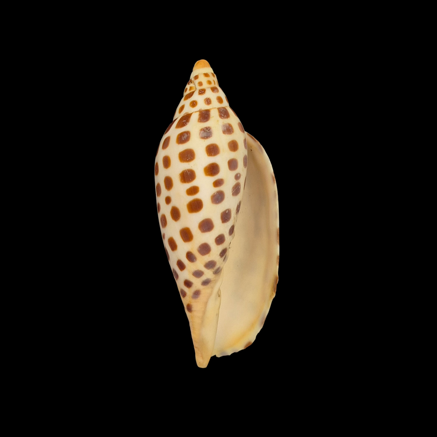 BC051 Scaphella junonia - Image 2