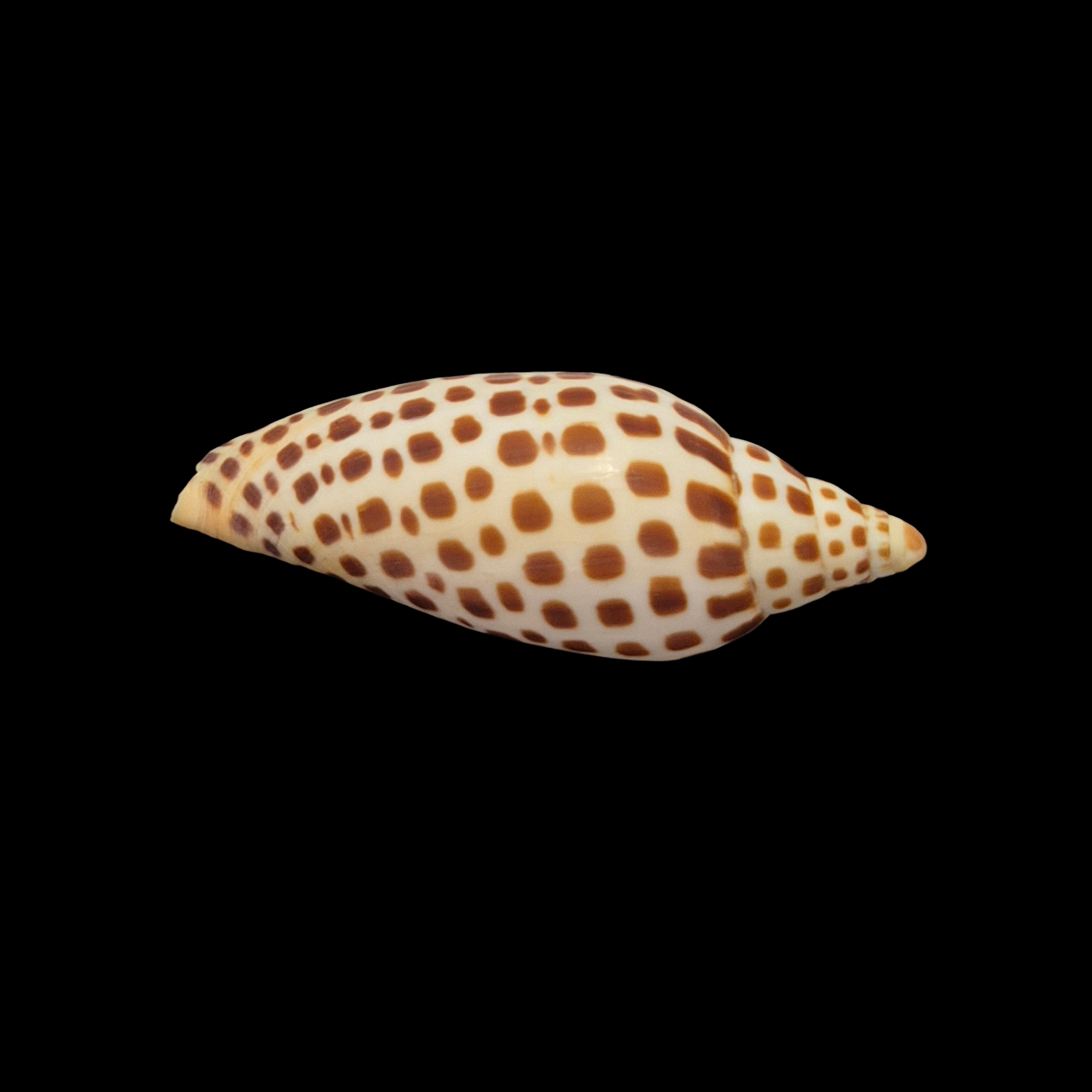 BC051 Scaphella junonia - Image 4