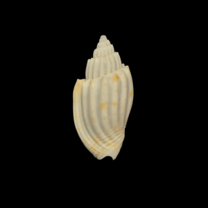 BC393 Lyria anna - RARELY OFFERED