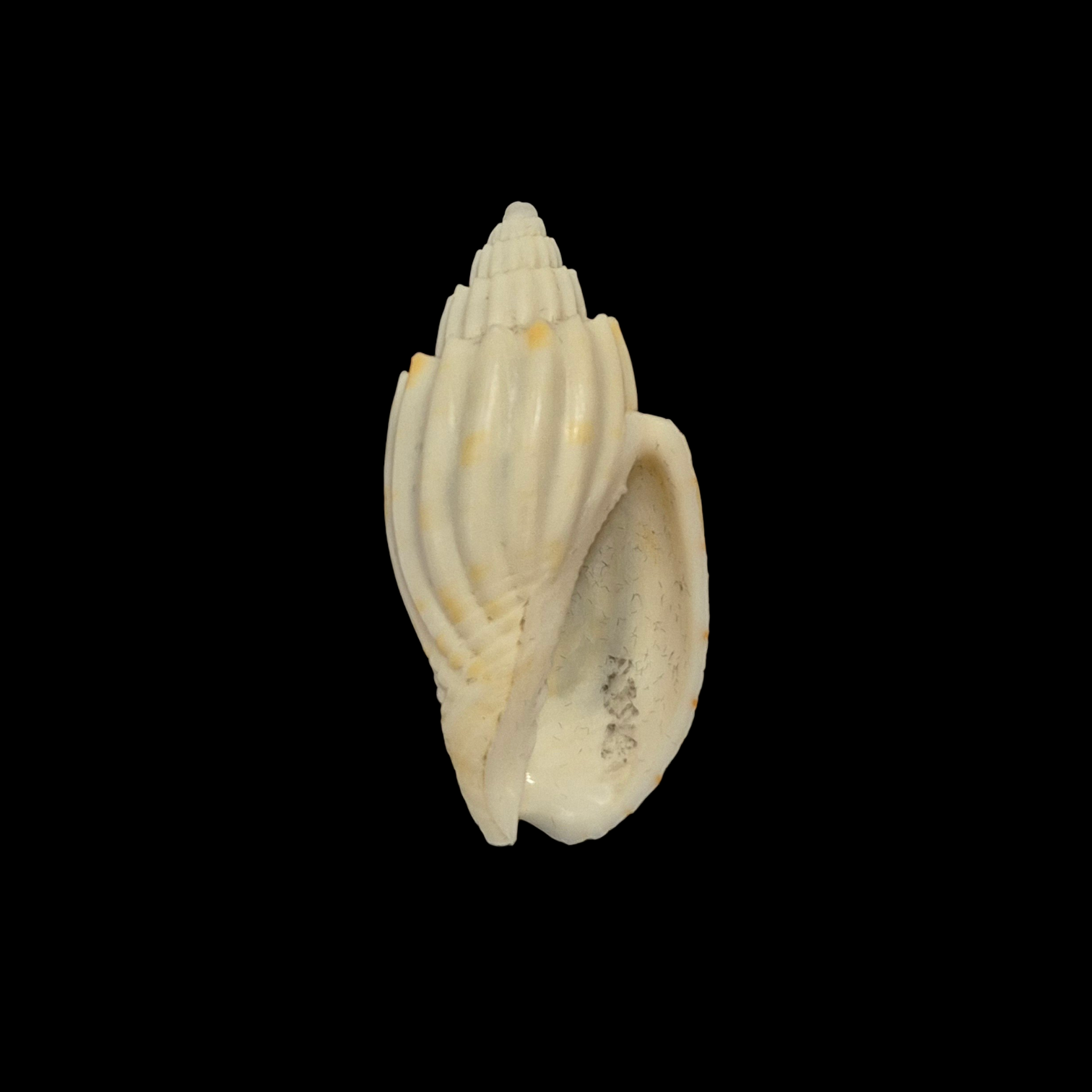 BC393 Lyria anna - RARELY OFFERED - Image 2