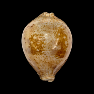 BC395 Leporicypraea valentia