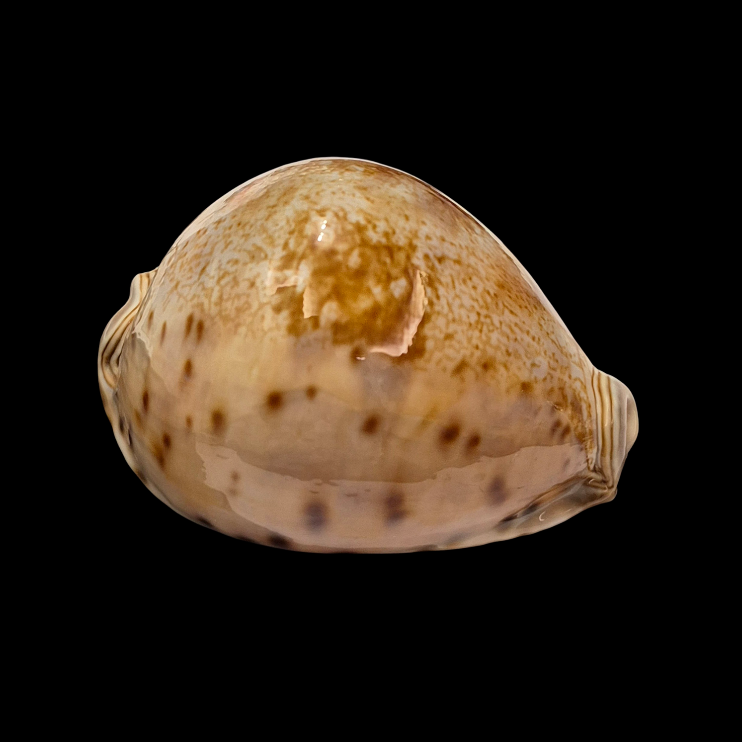 BC395 Leporicypraea valentia - Image 2