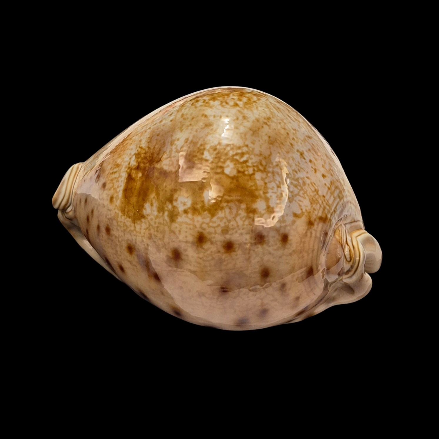 BC395 Leporicypraea valentia - Image 3