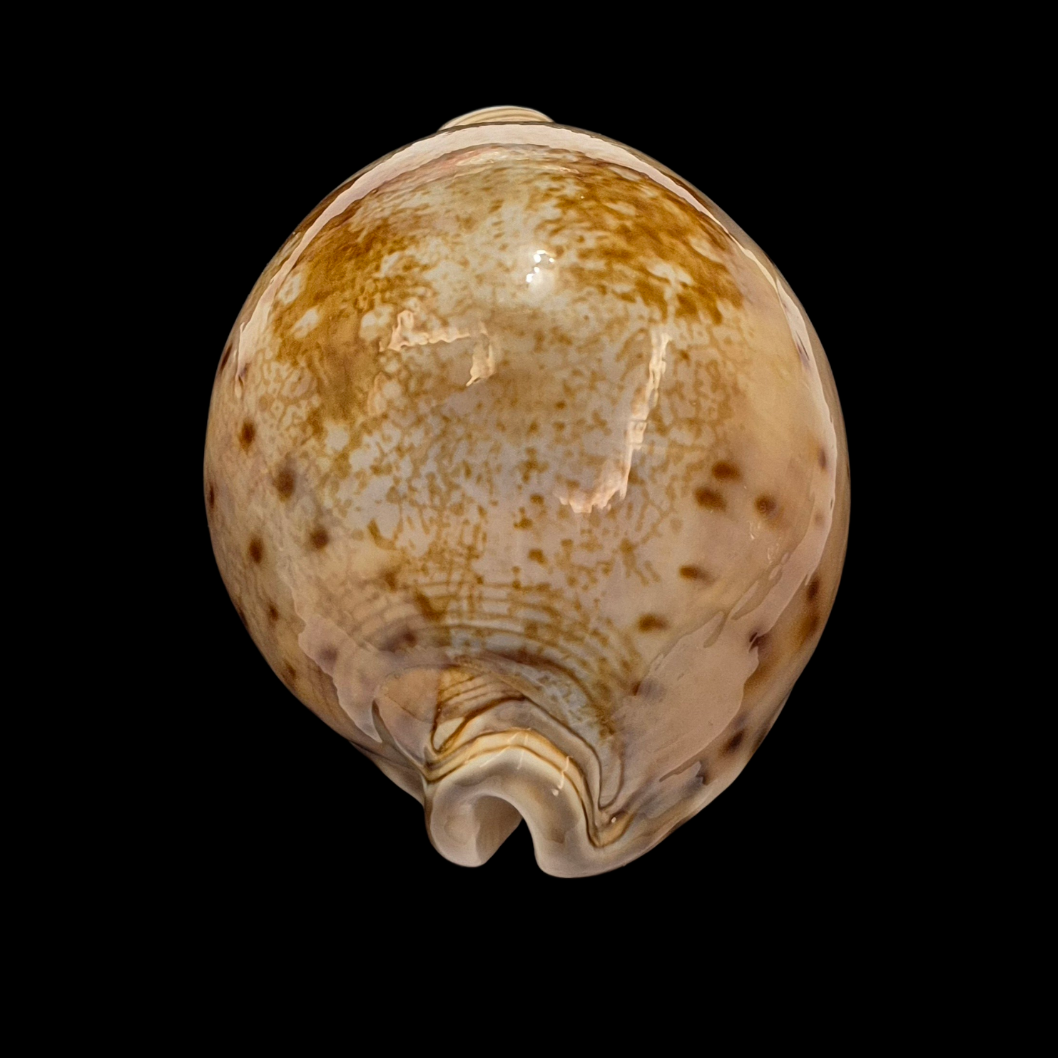 BC395 Leporicypraea valentia - Image 4