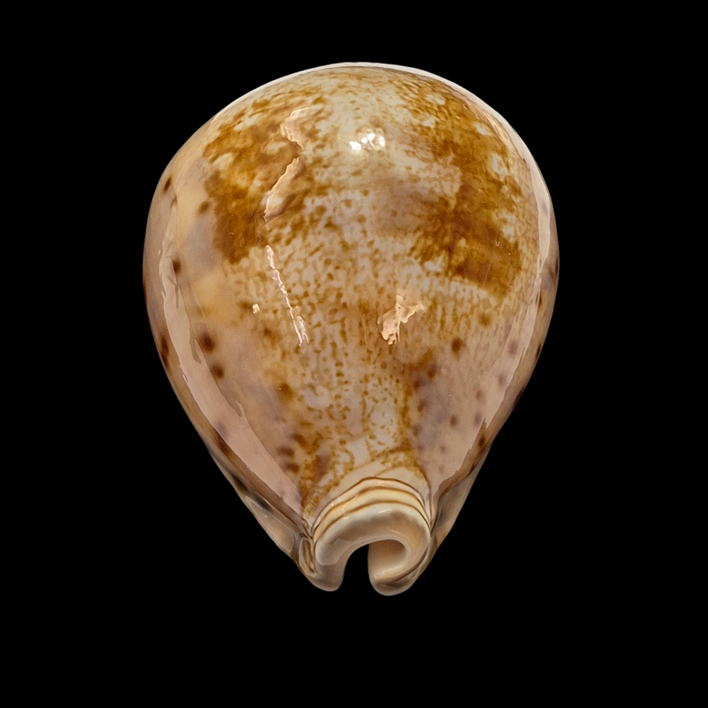 BC395 Leporicypraea valentia - Image 5