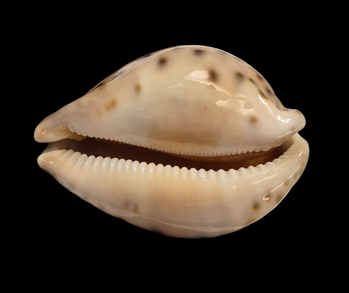 BC395 Leporicypraea valentia - Image 6