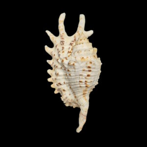 BC398 Ophioglossolambis violacea