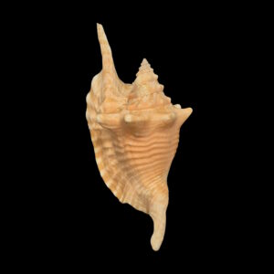 BC397 Aliger gallus w/o - PINK PATTERN