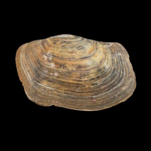 BC396 Panopea glycimeris