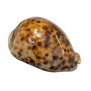 BC395 Cypraea tigris - ROSTRATE