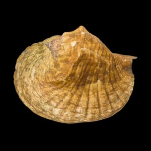 BC387 Titanostrombus goliath w/o - HUGE and HEAVY