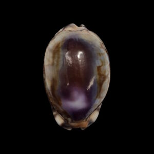 BC242 Mauritia arabica f. amethystea