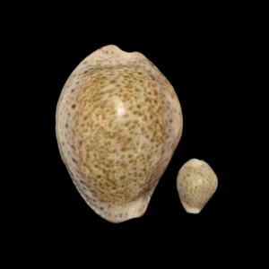 BC342 Naria turdus: GIANT and DWARF