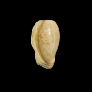 BC318 Ovatipsa chinensis f. tortirostris - BIG SIZE