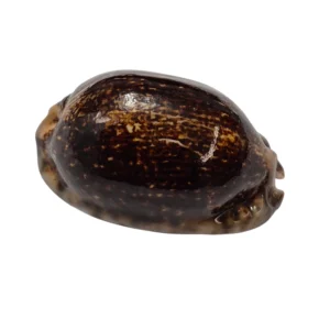 BC037 Mauritia arabica - LARGE and MELANISTIC