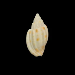 BC074 Lyria anna - RARELY OFFERED